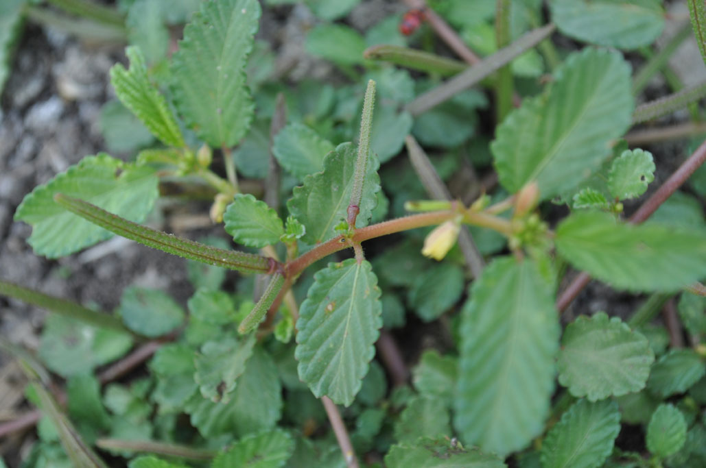 Corchorus olitorius